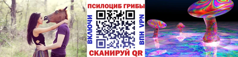 Купить  Куровское  Псилоцибиновые грибы Psilocybine cubensis 
